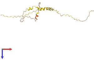 AlphaFold protein structure predicition of Human Recombinant LINC00588 Protein, UniprotID Q9Y4M8 (C8orf71 Protein (AA 1-146) (His tag))
