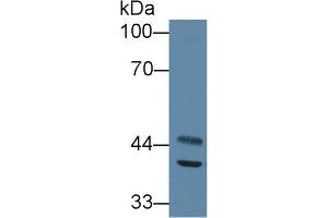 Western Blot; Sample: Mouse Heart lysate; Primary Ab: 1µg/ml Rabbit Anti-Mouse ACADS Antibody Second Ab: 0. (ACADS antibody  (AA 210-397))