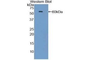 Western Blotting (WB) image for anti-Heat Shock 70kDa Protein 1A (HSPA1A) (AA 1-641) antibody (ABIN1078112) (HSP70 1A antibody  (AA 1-641))