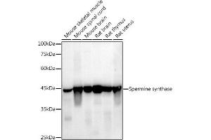Western blot analysis of extracts of various cell lines, using (ABIN7270529) at 1:1000 dilution. (SMS antibody)