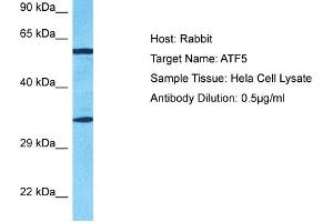 Host: Rabbit Target Name: ATF5 Sample Type: Hela Whole Cell lysates Antibody Dilution: 0. (ATF5 antibody  (N-Term))