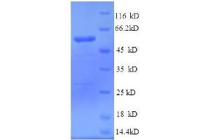 SDS-PAGE (SDS) image for Milk Fat Globule-EGF Factor 8 Protein (MFGE8) (AA 25-334), (partial) protein (GST tag) (ABIN618894)