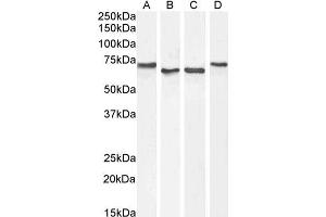 ABIN185357 (1µg/ml) staining of HepG2 (A), Daudi (B) and (0. (Acetylcholinesterase antibody  (C-Term))