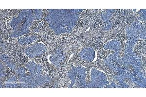 IHC analysis of GNG2 using anti-GNG2 antibody (ABIN7600505).