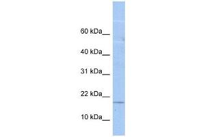 LOC652618 antibody used at 1 ug/ml to detect target protein. (LOC652618 antibody  (N-Term))