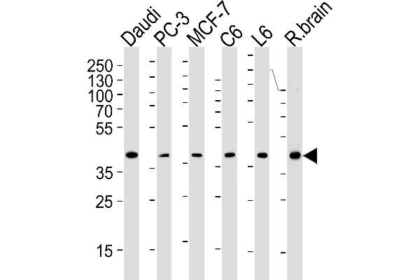 CREB3L4 Antikörper  (AA 1-300)