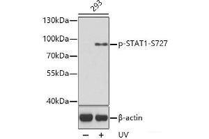 Western blot analysis of extracts from 293 cells using Phospho-STAT1(S727) Polyclonal Antibody. (STAT1 antibody  (pSer727))