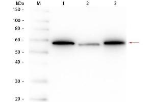 Western Blot of Mouse anti-AKT Monoclonal Antibody. (AKT1 antibody  (C-Term))