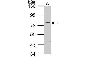 ZNF143 anticorps  (C-Term)