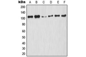 Western blot analysis of NF-kappaB p105 (pS927) expression in HeLa UV-treated (A), A2780 (B), NIH3T3 (C), Raw264.