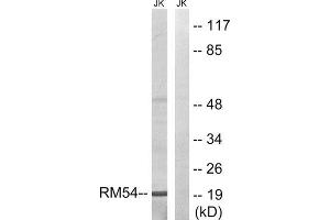 Western Blotting (WB) image for anti-Mitochondrial Ribosomal Protein L54 (MRPL54) (Internal Region) antibody (ABIN1850537) (MRPL54 antibody  (Internal Region))