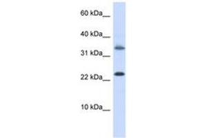 Image no. 1 for anti-Empty Spiracles Homeobox 1 (EMX1) (AA 180-229) antibody (ABIN6743452)