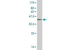 Western Blot detection against Immunogen (36. (HEY1 antibody  (AA 121-220))