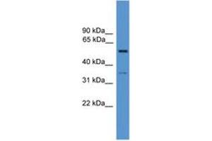 Image no. 1 for anti-Cochlin (COCH) (AA 141-190) antibody (ABIN6746617) (COCH antibody  (AA 141-190))