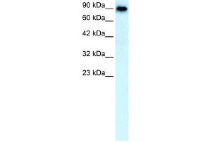 SLC4A1 antibody used at 0. (Band 3/AE1 antibody)