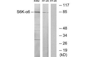 Western Blotting (WB) image for anti-Ribosomal Protein S6 Kinase, 90kDa, Polypeptide 6 (RPS6KA6) (C-Term) antibody (ABIN1850072)