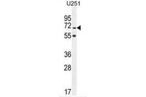 TNIP1 Antibody (C-term) western blot analysis in U251 cell line lysates (35 µg/lane). (TNIP1 antibody  (C-Term))