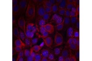 Immunofluorescence staining of methanol-fixed MCF7 cells Using HER2 (phospho- Tyr1221/ Tyr1222) antibody (E011076, Red) (ErbB2/Her2 antibody  (pTyr1221, pTyr1222))