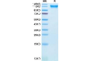 SEMA4D/CD100 Protein (AA 24-734) (His tag)