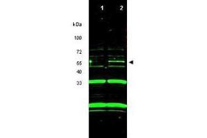 Western blot using  purified anti-ING3 antibody shows detection of a band at ~55 kDa corresponding to ING3 in RKO cells transfected with ING3 (lane 2). (ING3 antibody  (Isoform 1))