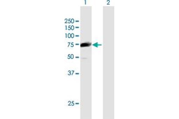 CCDC93 antibody  (AA 1-631)