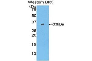 Western Blotting (WB) image for anti-Vang-Like 1 (Vangl1) (AA 229-476) antibody (ABIN1860912)