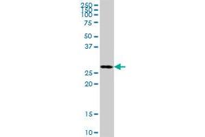 MRPL46 MaxPab polyclonal antibody. (MRPL46 antibody  (AA 1-279))