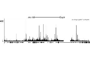 ChIP DNA-Sequencing (ChIP-seq) image for anti-K(lysine) Acetyltransferase 2B (KAT2B) (AA 782-832) antibody (ABIN7453310) (KAT2B antibody  (AA 782-832))