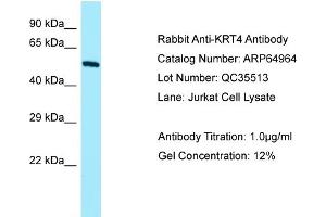 Western Blotting (WB) image for anti-Keratin 4 (KRT4) (N-Term) antibody (ABIN2790009) (KRT4 antibody  (N-Term))