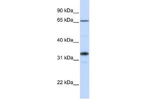 WB Suggested Anti-B3GALT1 Antibody Titration:  0.