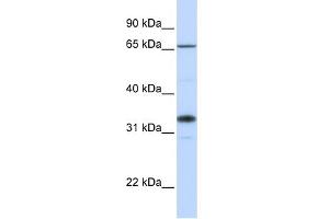 WB Suggested Anti-B3GALT1 Antibody Titration:  0. (B3GALT1 antibody  (C-Term))