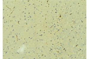 ABIN6273214 at 1/100 staining Mouse brain tissue by IHC-P. (CPLX2 antibody  (Internal Region))