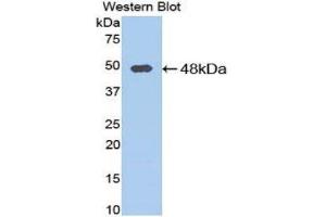 Western Blotting (WB) image for anti-Procollagen C-Endopeptidase Enhancer (PCOLCE) (AA 36-468) antibody (ABIN1078457) (PCOLCE antibody  (AA 36-468))