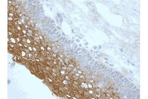 Staining of endogenous NLRP3/NALP3 in epithelial layer of human tonsil (frozen section) using NLRP3/NALP3 (human), mAb (Nalpy3-b) . (NLRP3 antibody)