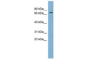 SLC7A2 antibody used at 1 ug/ml to detect target protein. (SLC7A2 antibody)