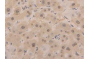 Used in DAB staining on fromalin fixed paraffin- embedded liver tissue (GAPDH antibody  (AA 2-148))