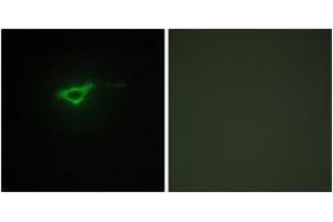 Immunofluorescence analysis of NIH-3T3 cells, using Collagen XX alpha1 Antibody. (COL20A1 antibody  (AA 1151-1200))