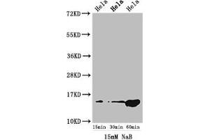 Western Blot Positive WB detected in: Hela cell acid extracts treated by NaB All lanes: HIST1H2AG antibody at 1. (HIST1H2AG antibody  (acLys5))