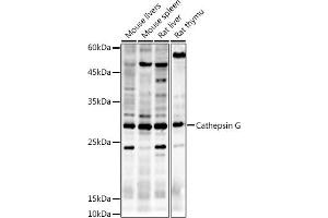 Western blot analysis of extracts of various cell lines, using Cathepsin G antibody (ABIN6127687, ABIN6139229, ABIN6139231 and ABIN6221273) at 1:500 dilution. (Cathepsin G antibody  (AA 21-255))