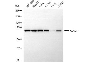 anti-Acyl-CoA Synthetase Long-Chain Family Member 3 (Acsl3) antibody