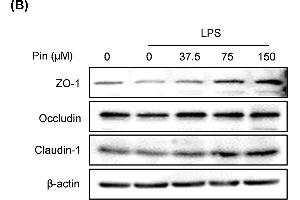 Pinocembrin increased the expression of tight junction proteins in vitro(A) Caco-2 cells were treated with different concentration of pinocembrin (0-150 μM) for 24 h, and then the mRNA expression of Occludin, Claudin-1 and JAM-A in Caco-2 cells were determined by qRT-PCR.