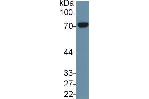 Detection of HSPA8 in Mouse Cerebrum lysate using Polyclonal Antibody to Heat Shock 70 kDa Protein 8 (HSPA8) (Hsc70 antibody  (AA 534-615))