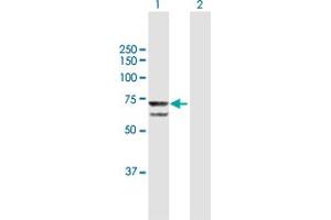 Western Blot analysis of PRPF31 expression in transfected 293T cell line by PRPF31 MaxPab polyclonal antibody. (PRPF31 antibody  (AA 1-499))