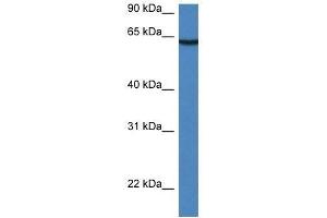 Western Blot showing Lgi2 antibody used at a concentration of 1.