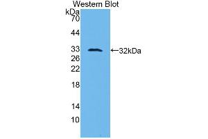 Western blot analysis of the recombinant protein. (PLAU antibody  (AA 180-433))