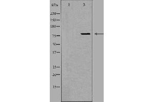 Western blot analysis of extracts from HeLa cells using OGFR antibody. (OGFR antibody  (Internal Region))