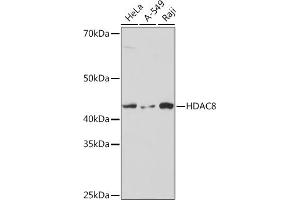 Western blot analysis of extracts of various cell lines, using HD Rabbit mAb (ABIN7267714) at 1:1000 dilution. (HDAC8 antibody)