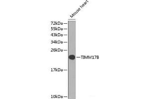 Western blot analysis of extracts of Mouse heart using TIMM17B Polyclonal Antibody at dilution of 1:1000. (TIMM17B antibody)