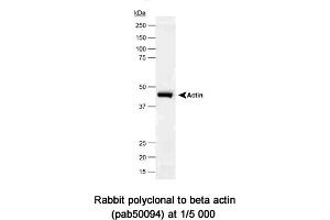 Image no. 1 for anti-Actin, beta (ACTB) (N-Term) antibody (ABIN363403) (beta Actin antibody  (N-Term))