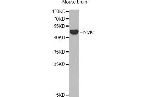 Western blot analysis of extracts of mouse brain, using NCK1 antibody. (NCK1 antibody)